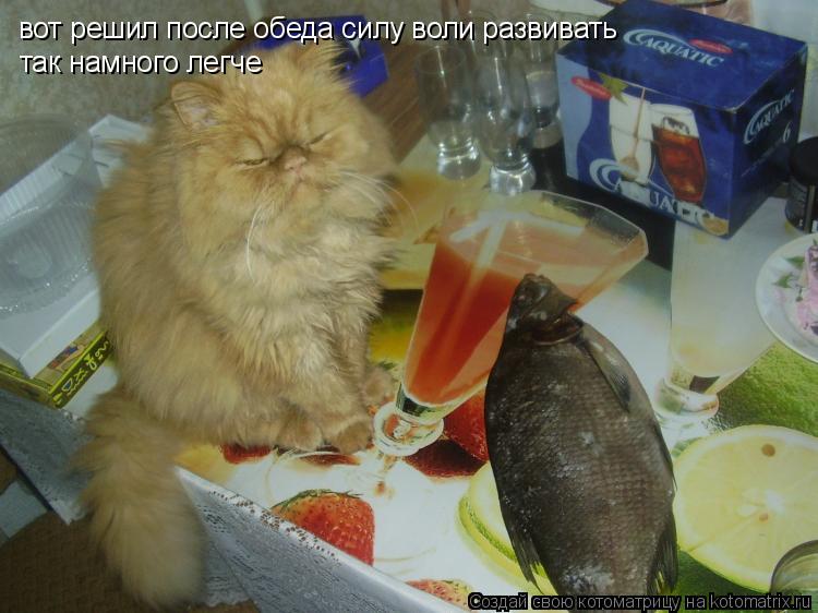 вот решил после обеда силу воли развивать так намного легче... Котоматрица: вот решил после обеда силу воли развивать так намного легче