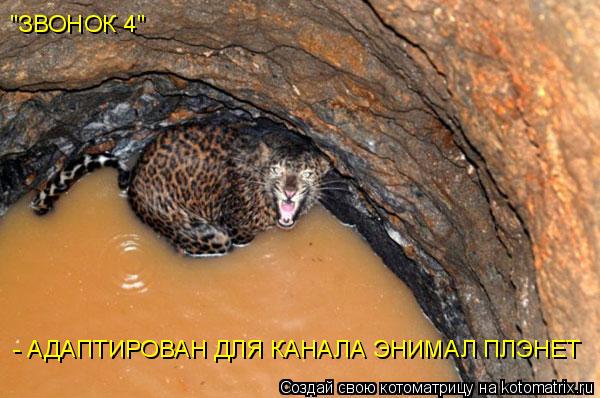 "ЗВОНОК 4" - АДАПТИРОВАН ДЛЯ КАНАЛА ЭНИМАЛ ПЛЭНЕТ... Котоматрица: "ЗВОНОК 4" - АДАПТИРОВАН ДЛЯ КАНАЛА ЭНИМАЛ ПЛЭНЕТ