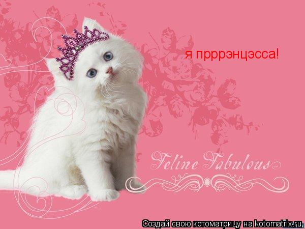я прррэнцэсса!... Котоматрица: я прррэнцэсса!