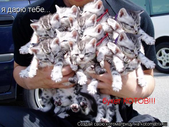 я дарю тебе... букет КОТОВ!!!... Котоматрица: я дарю тебе... букет КОТОВ!!!