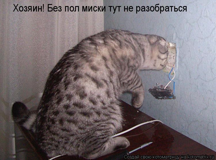 Хозяин! Без пол миски тут не разобраться... Котоматрица: Хозяин! Без пол миски тут не разобраться