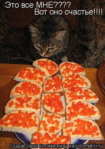 Это все МНЕ???? Вот оно счастье!!!!... Котоматрица: Это все МНЕ???? Вот оно счастье!!!!
