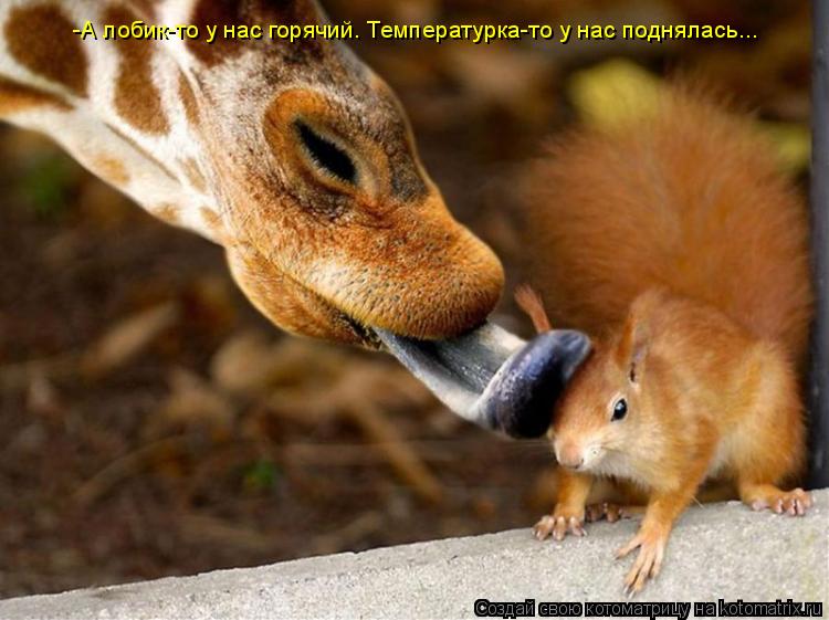 -А лобик-то у нас горячий. Температурка-то у нас поднялась...... Котоматрица: -А лобик-то у нас горячий. Температурка-то у нас поднялась...