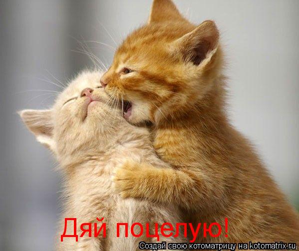 Дяй поцелую!... Котоматрица: Дяй поцелую!