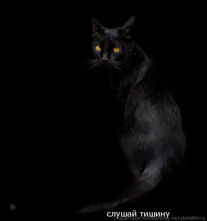 слушай тишину... Котоматрица: слушай тишину