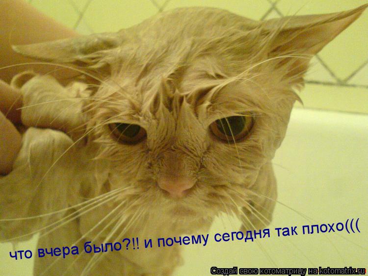 что вчера было?!! и почему сегодня так плохо(((... Котоматрица: что вчера было?!! и почему сегодня так плохо(((