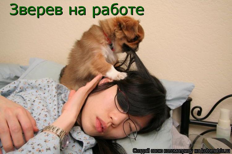 Зверев на работе... Котоматрица: Зверев на работе