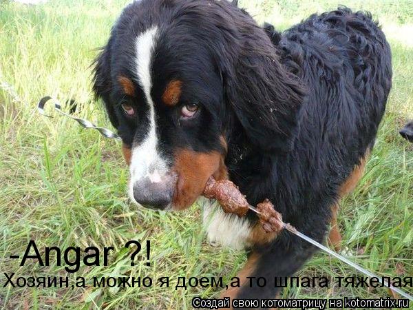 Хозяин,а можно я доем,а то шпага тяжелая -Angar ?!... Котоматрица: Хозяин,а можно я доем,а то шпага тяжелая -Angar ?!