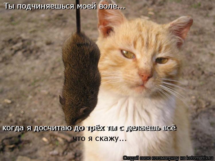 Ты подчиняешься моей воле... Ты подчиняешься моей воле... когда я досчитаю до трёх ты с делаешь всё ... Котоматрица: Ты подчиняешься моей воле... Ты подчиняешься моей воле... когда я досчитаю до трёх ты с делаешь всё когда я досчитаю до трёх ты с делаешь всё