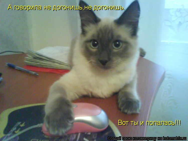 А говорила не догонишь,не догонишь. Вот ты и попалась!!!... Котоматрица: А говорила не догонишь,не догонишь. Вот ты и попалась!!!