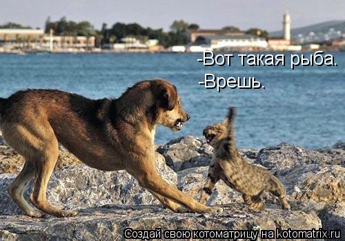 -Врешь. -Вот такая рыба.... Котоматрица: -Врешь. -Вот такая рыба.
