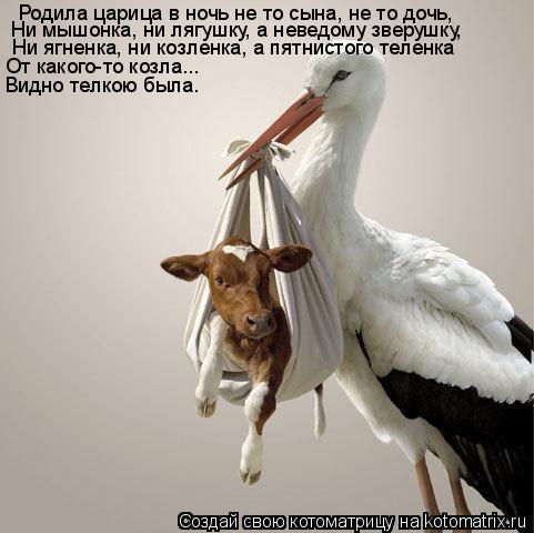 Родила царица в ночь не то сына, не то дочь, Ни мышонка, ни лягушку, а неведому зверушку, Ни ягненка,... Котоматрица: Родила царица в ночь не то сына, не то дочь, Ни мышонка, ни лягушку, а неведому зверушку, Ни ягненка, ни козленка, а пятнистого теленка От како