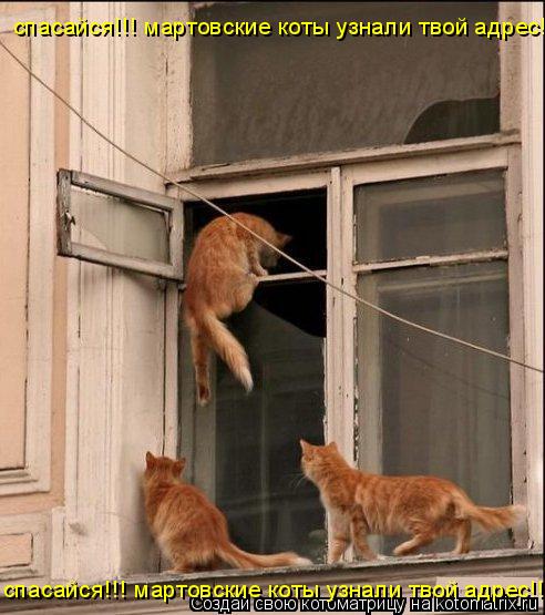 спасайся!!! мартовские коты узнали твой адрес!!!! спасайся!!! мартовские коты узнали твой адрес!!!!... Котоматрица: спасайся!!! мартовские коты узнали твой адрес!!!! спасайся!!! мартовские коты узнали твой адрес!!!!