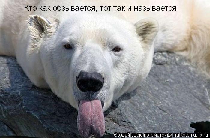 Кто как обзывается, тот так и называется... Котоматрица: Кто как обзывается, тот так и называется