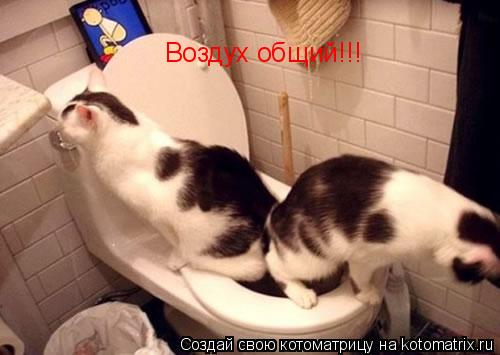 Воздух общий!!!... Котоматрица: Воздух общий!!!