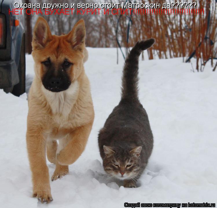 Охрана дружно и верно стоит Матроскин да?????? НЕТ ОНА БУХАЕТ КУРИТ И СПИТ!!!!!!!!!!!!!!!!!!!!!!!!!!!... Котоматрица: Охрана дружно и верно стоит Матроскин да?????? НЕТ ОНА БУХАЕТ КУРИТ И СПИТ!!!!!!!!!!!!!!!!!!!!!!!!!!!!!!!