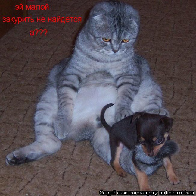 эй малой закурить не найдётся а???... Котоматрица: эй малой закурить не найдётся а???