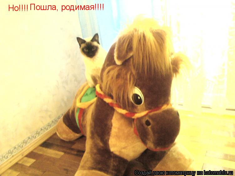 Но!!!! Пошла, родимая!!!!... Котоматрица: Но!!!! Пошла, родимая!!!!