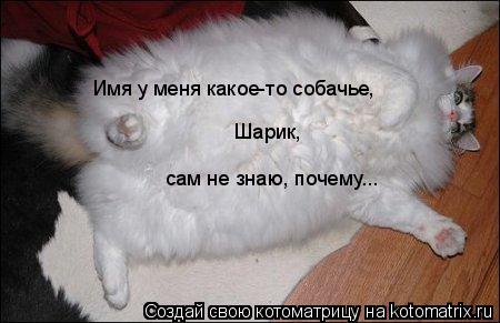 Имя у меня какое-то собачье, Шарик, сам не знаю, почему...... Котоматрица: Имя у меня какое-то собачье, Шарик, сам не знаю, почему...