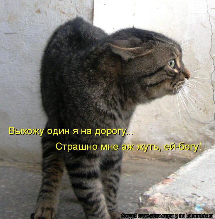Выхожу один я на дорогу... Страшно мне аж жуть, ей-богу!... Котоматрица: Выхожу один я на дорогу... Страшно мне аж жуть, ей-богу!