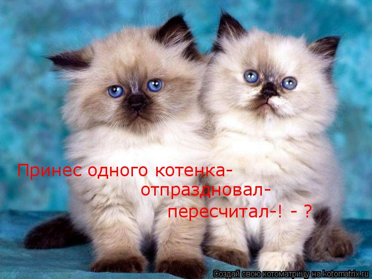 Принес одного котенка- отпраздновал- пересчитал-! - ?... Котоматрица: Принес одного котенка- отпраздновал- пересчитал-! - ?