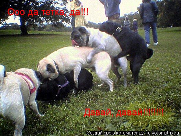 Ооо да тетка, да!!! Давай, давай!!!!!!!!... Котоматрица: Ооо да тетка, да!!! Давай, давай!!!!!!!!