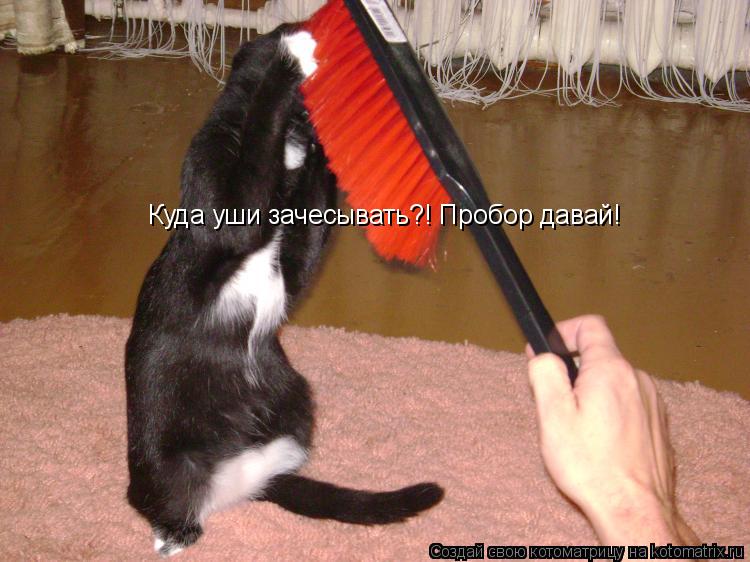 Куда уши зачесывать?! Пробор давай!... Котоматрица: Куда уши зачесывать?! Пробор давай!