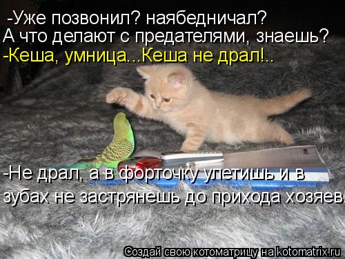 -Уже позвонил? наябедничал? А что делают с предателями, знаешь? -Кеша, умница...Кеша не драл!.. -Не д... Котоматрица: -Уже позвонил? наябедничал? А что делают с предателями, знаешь? -Кеша, умница...Кеша не драл!.. -Не драл, а в форточку улетишь и в зубах не застря