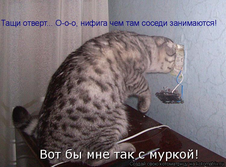 Тащи отверт... О-о-о, нифига чем там соседи занимаются! Вот бы мне так с муркой!... Котоматрица: Тащи отверт... О-о-о, нифига чем там соседи занимаются! Вот бы мне так с муркой!