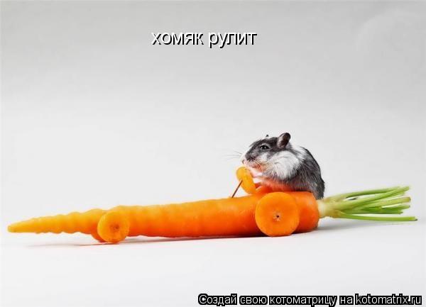 хомяк рулит... Котоматрица: хомяк рулит