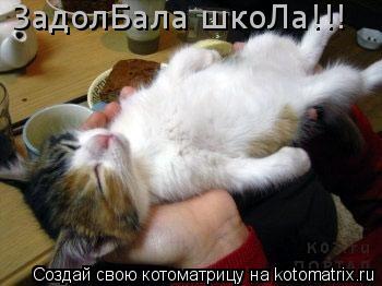 ЗадолБала шкоЛа!!!... Котоматрица: ЗадолБала шкоЛа!!!