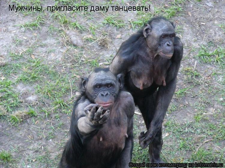 Мужчины, пригласите даму танцевать!... Котоматрица: Мужчины, пригласите даму танцевать!