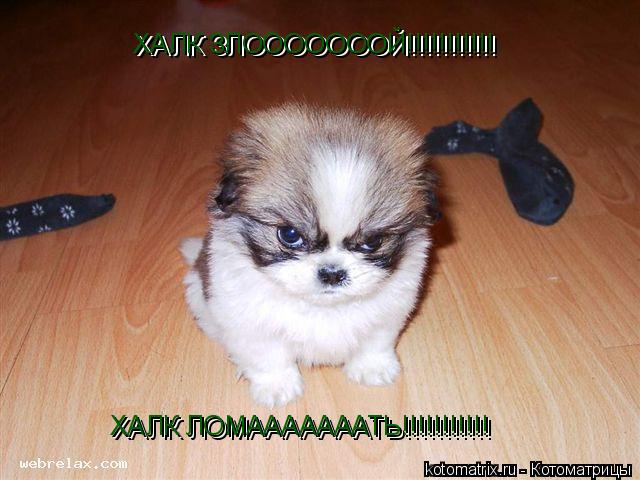 ХАЛК ЗЛОООООООЙ!!!!!!!!!!! ХАЛК ЗЛОООООООЙ!!!!!!!!!!! ХАЛК ЛОМАААААААТЬ!!!!!!!!!!! ХАЛК ЛОМАААААААТЬ!... Котоматрица: ХАЛК ЗЛОООООООЙ!!!!!!!!!!! ХАЛК ЗЛОООООООЙ!!!!!!!!!!! ХАЛК ЛОМАААААААТЬ!!!!!!!!!!! ХАЛК ЛОМАААААААТЬ!!!!!!!!!!!