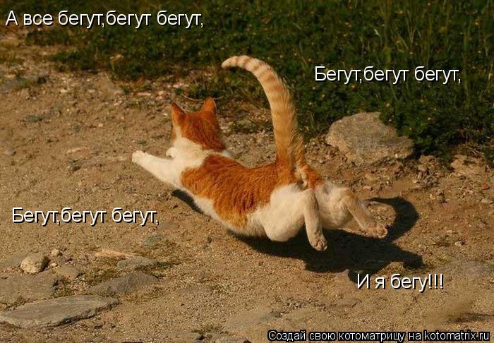 А все бегут,бегут бегут, Бегут,бегут бегут, Бегут,бегут бегут, И я бегу!!!... Котоматрица: А все бегут,бегут бегут, Бегут,бегут бегут, Бегут,бегут бегут, И я бегу!!!