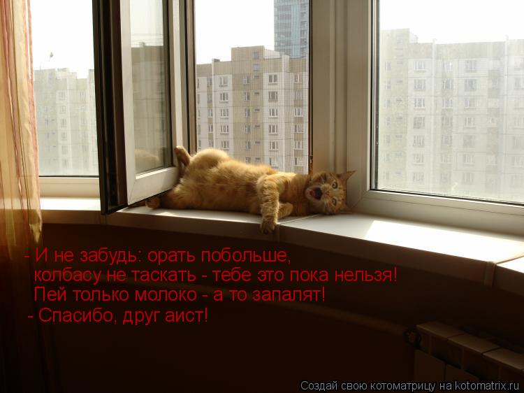 - И не забудь: орать побольше, колбасу не таскать - тебе это пока нельзя! Пей только молоко - а то з... Котоматрица: - И не забудь: орать побольше, колбасу не таскать - тебе это пока нельзя! Пей только молоко - а то запалят! - Спасибо, друг аист!
