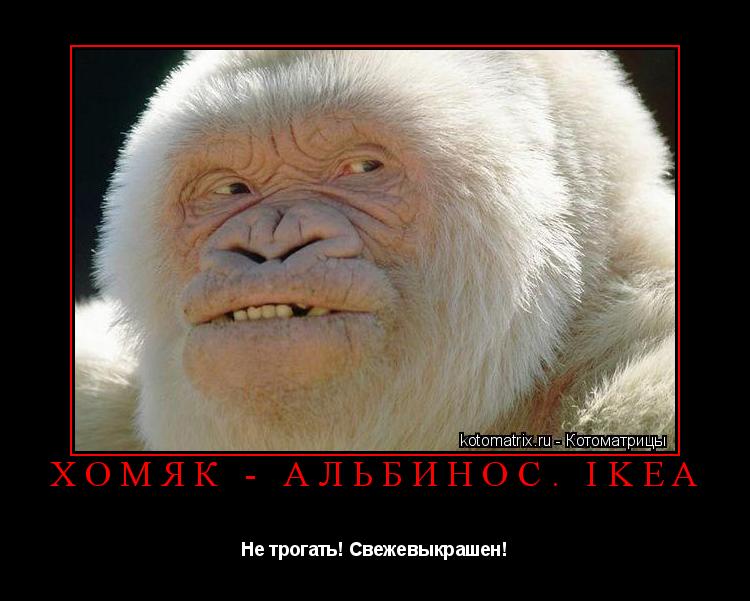 Хомяк - альбинос. IKEA Не трогать! Свежевыкрашен!... Котоматрица: Хомяк - альбинос. IKEA Не трогать! Свежевыкрашен!