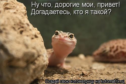 Ну что, дорогие мои, привет! Догадаетесь, кто я такой?... Котоматрица: Ну что, дорогие мои, привет! Догадаетесь, кто я такой?
