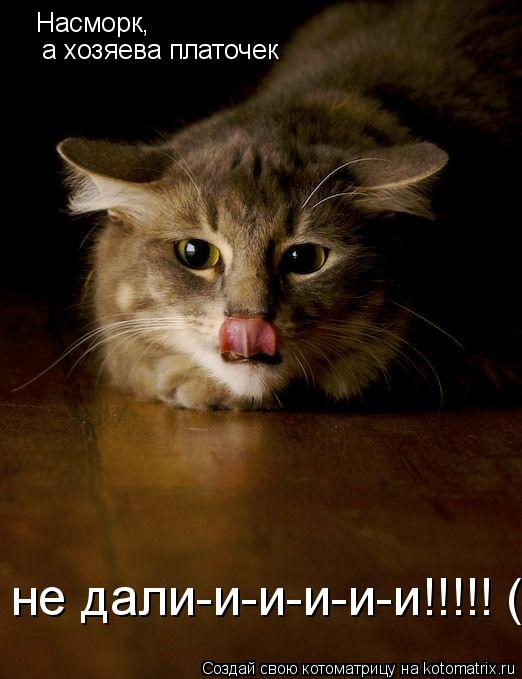 Насморк, а хозяева платочек не дали-и-и-и-и-и!!!!! (... Котоматрица: Насморк, а хозяева платочек не дали-и-и-и-и-и!!!!! (