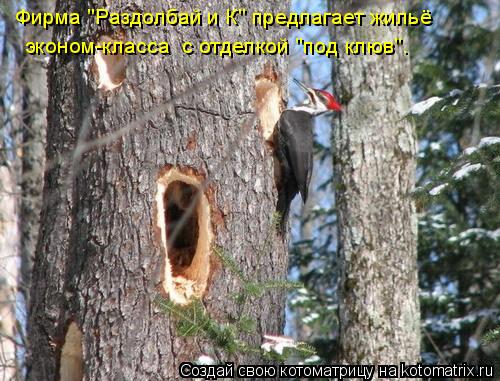 Фирма "Раздолбай и К" предлагает жильё эконом-класса с отделкой "под клюв".... Котоматрица: Фирма "Раздолбай и К" предлагает жильё эконом-класса с отделкой "под клюв".