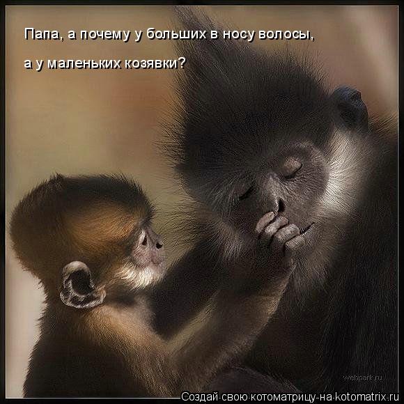 Папа, а почему у больших в носу волосы, а у маленьких козявки?... Котоматрица: Папа, а почему у больших в носу волосы, а у маленьких козявки?