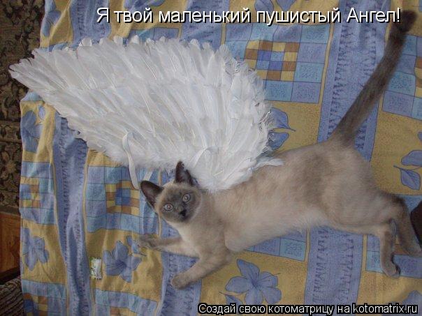 Я твой маленький пушистый Ангел!... Котоматрица: Я твой маленький пушистый Ангел!