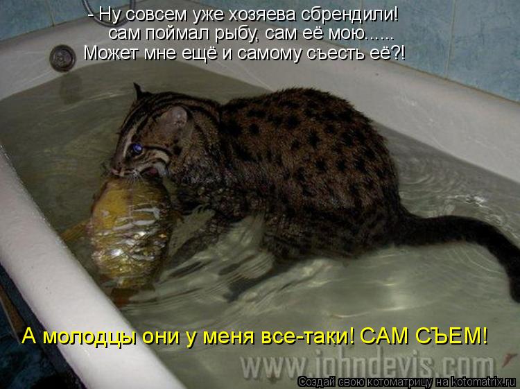 - Ну совсем уже хозяева сбрендили! сам поймал рыбу, сам её мою...... Может мне ещё и самому съесть её... Котоматрица: - Ну совсем уже хозяева сбрендили! сам поймал рыбу, сам её мою...... Может мне ещё и самому съесть её?! А молодцы они у меня все-таки! САМ СЪЕМ!