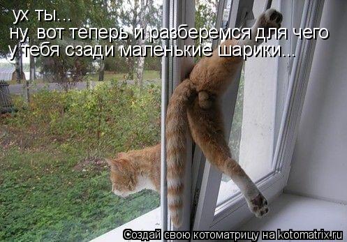 ух ты... ну, вот теперь и разберемся для чего у тебя сзади маленькие шарики...... Котоматрица: ух ты... ну, вот теперь и разберемся для чего у тебя сзади маленькие шарики...