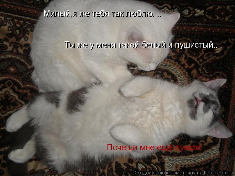 Милый,я же тебя так люблю.... Ты же у меня такой белый и пушистый... Почеши мне ещё пузико!... Котоматрица: Милый,я же тебя так люблю.... Ты же у меня такой белый и пушистый... Почеши мне ещё пузико!