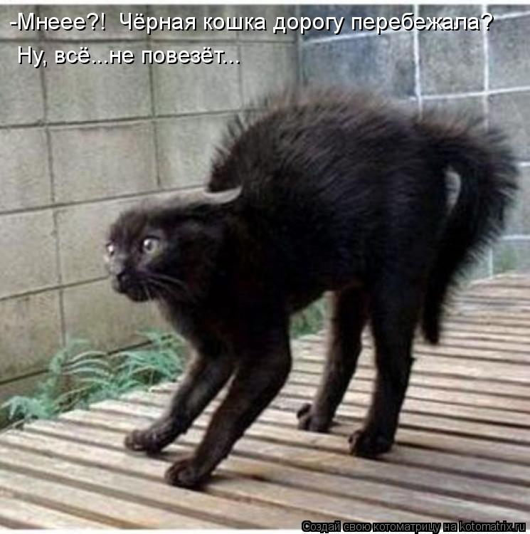 -Мнеее?! Чёрная кошка дорогу перебежала? Ну, всё...не повезёт...... Котоматрица: -Мнеее?! Чёрная кошка дорогу перебежала? Ну, всё...не повезёт...