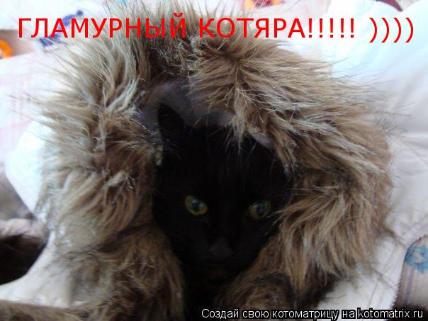 Котоматрица: ГЛАМУРНЫЙ КОТЯРА!!!!! ))))