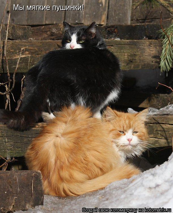 Мы мягкие пушинки!... Котоматрица: Мы мягкие пушинки!