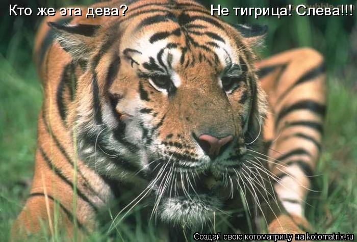 Кто же эта дева? Не тигрица! Слева!!!... Котоматрица: Кто же эта дева? Не тигрица! Слева!!!