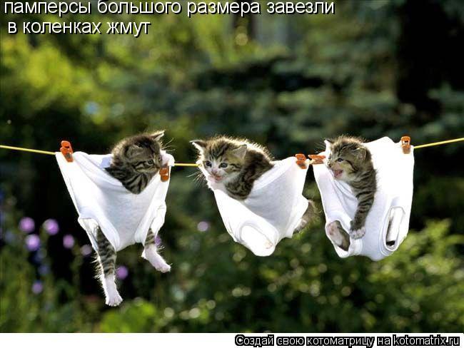 памперсы большого размера завезли памперсы большого размера завезли в коленках жмут... Котоматрица: памперсы большого размера завезли памперсы большого размера завезли в коленках жмут