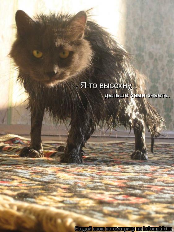- Я-то высохну... дальше сами знаете.... Котоматрица: - Я-то высохну... дальше сами знаете.